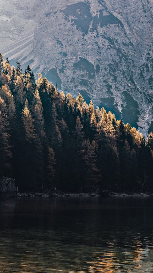 640x1136 green pine trees near mountain - grey iPhone Wallpaper