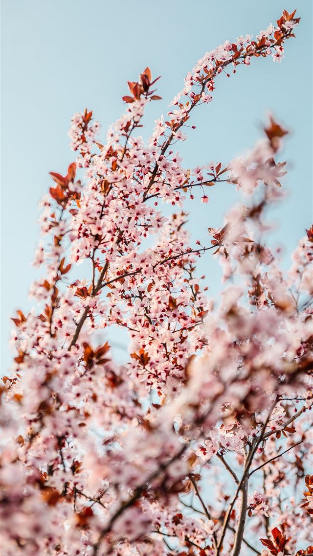 white cherry blossom tree during daytime iPhone wallpaper 