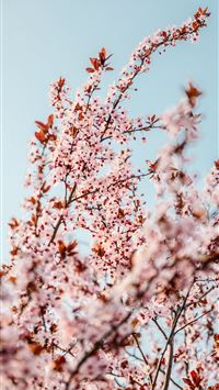 Pink Cherry Blossom Background Red Flower Mobile Phone Wallpaper  PSD Free  Download  Pikbest