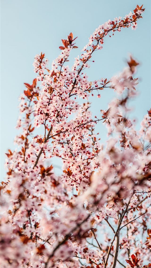 640x1136 white cherry blossom tree during daytime - spring iPhone Wallpaper