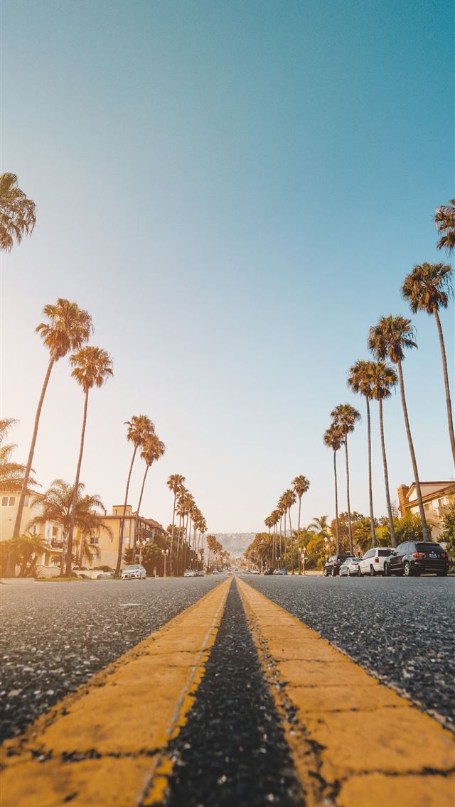 640x1136 palm tree at side of grey concrete road - oahu hawaii iPhone Wallpaper
