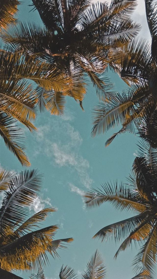 640x1136 ENJOY THE PALM LIFE - trends iPhone Wallpaper