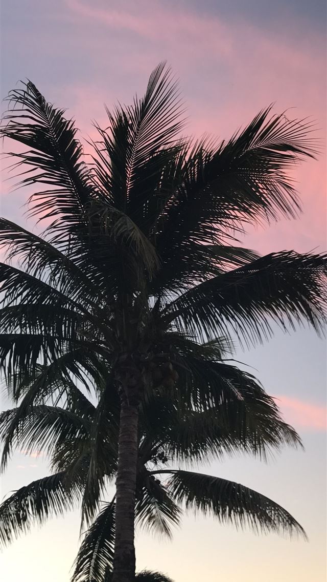 Palm tree iPhone wallpaper 