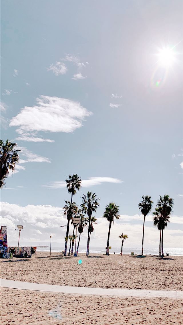 Palm Trees in Venice Beach Los Angeles palmtrees v... iPhone wallpaper 