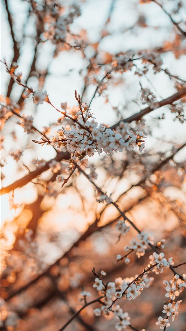 640x1136 brown tree branch in tilt shift lens - tree iPhone Wallpaper