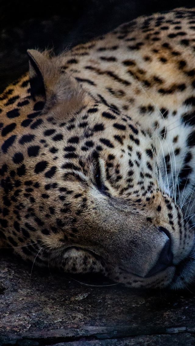 brown and black leopard lying on ground iPhone wallpaper 