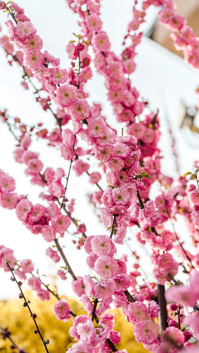pink flowers in tilt shift lens iPhone wallpaper 