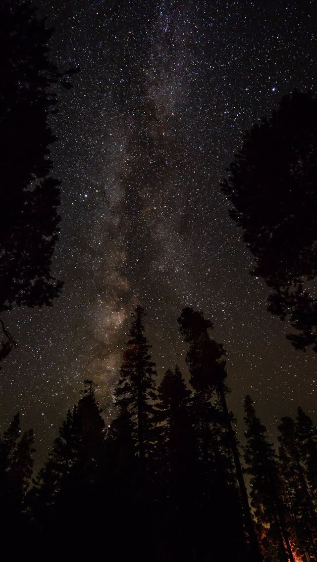 640x1136 silhouette of pine trees under clear night sky - outer space iPhone Wallpaper