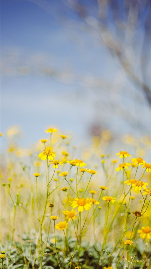 640x1136 yellow flower field under blue sky during daytime -  iPhone Wallpaper