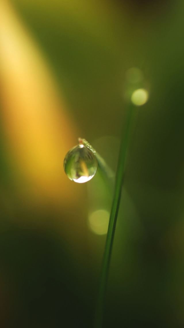 640x1136 Grass Dew Bokeh 3 - droplet iPhone Wallpaper