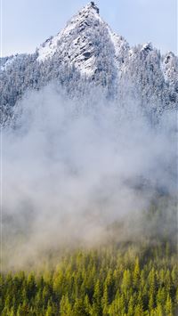 pine trees near mountian wallpaper