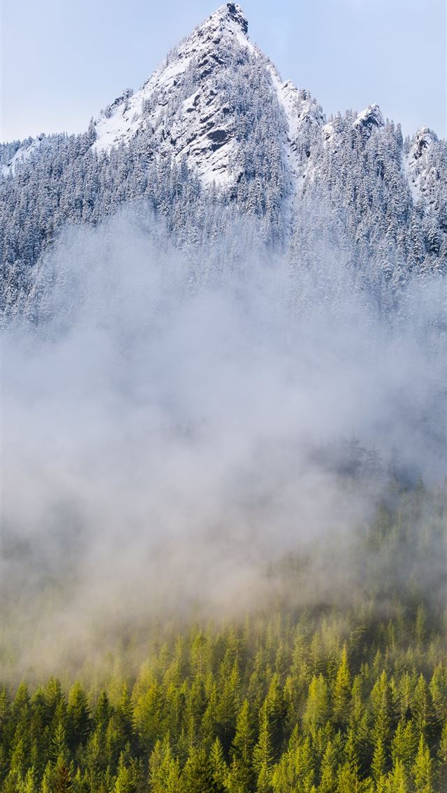 640x1136 pine trees near mountian - us iPhone Wallpaper