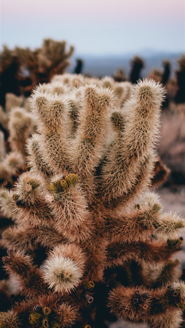 tilt shift lens photography of green cactus iPhone wallpaper 