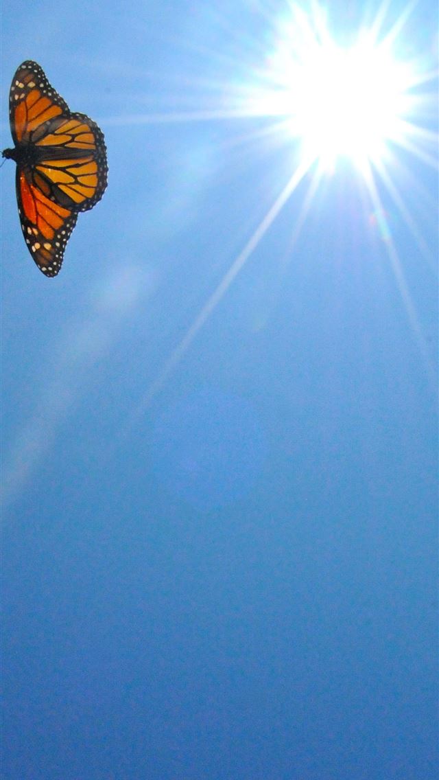 Aesthetic Butterfly Top Free Aesthetic Butterfly iPhone wallpaper 