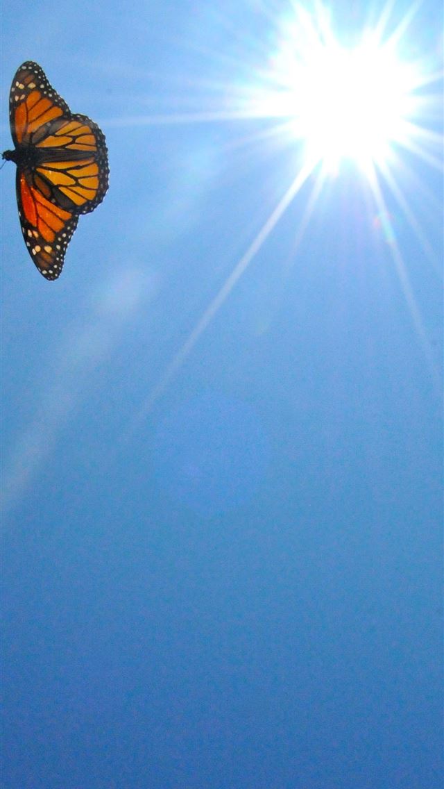640x1136 Aesthetic Butterfly Top Free Aesthetic Butterfly - butterfly iPhone Wallpaper