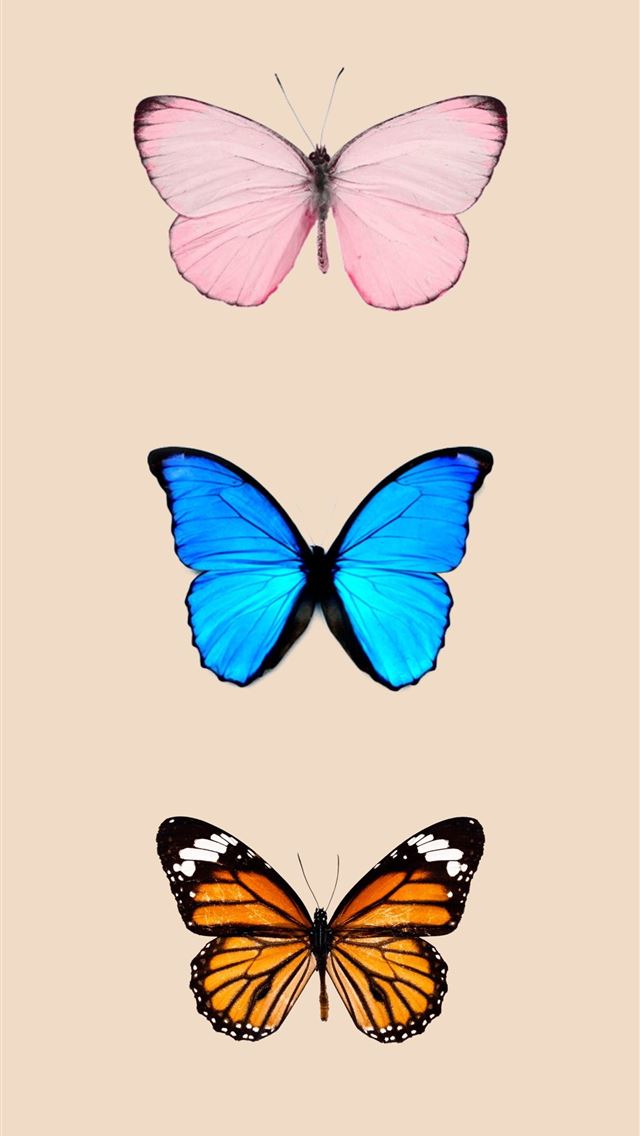 Butterfly background iPhone iPhone wallpaper 