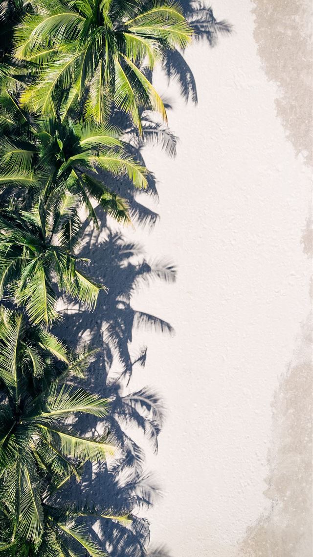 coconut palm trees iPhone wallpaper 
