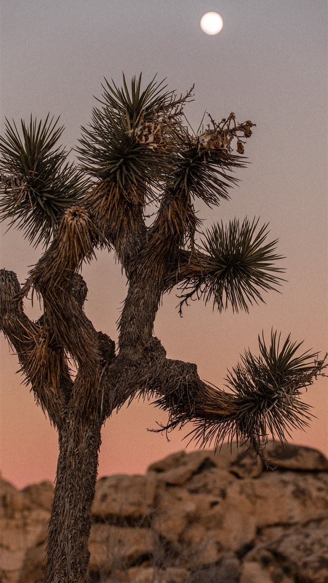 640x1136 green and brown tree on brown rock - desert iPhone Wallpaper