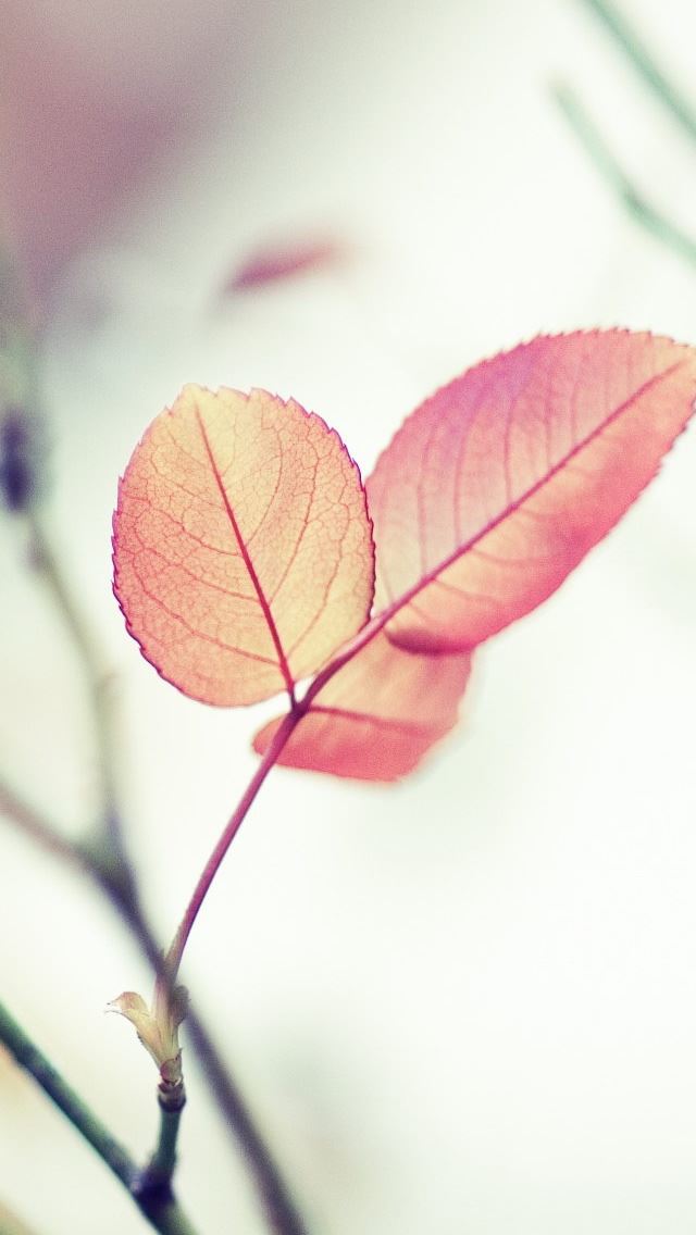 640x1136 Pink Leaf 2 - branch iPhone Wallpaper