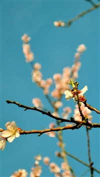 Peach Flowers Spring wallpaper