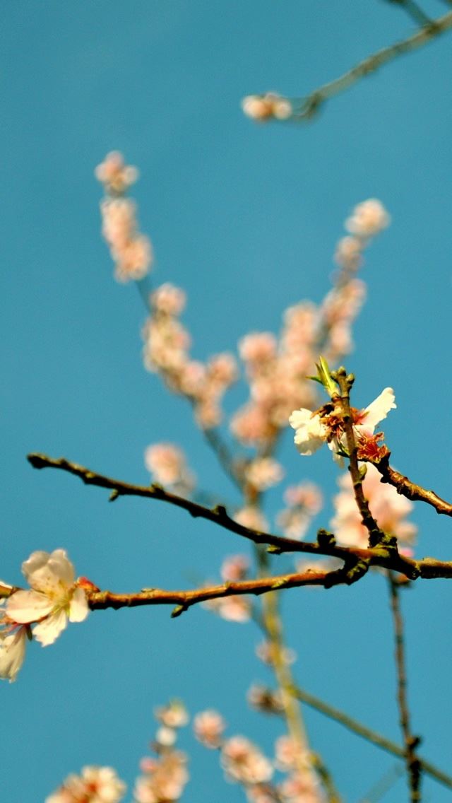 640x1136 Peach Flowers Spring - branch iPhone Wallpaper