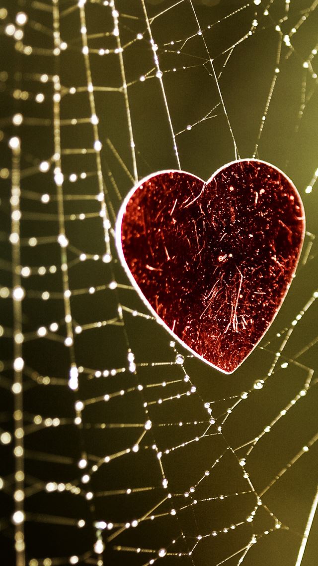 640x1136 Love trap - cobweb iPhone Wallpaper