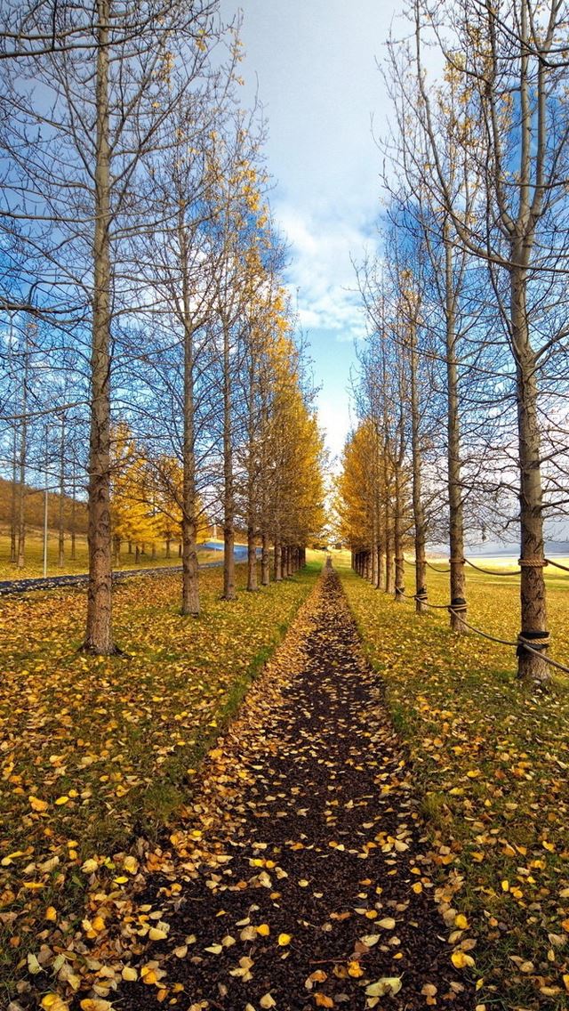 640x1136 Tree Path Landscape - autumn iPhone Wallpaper