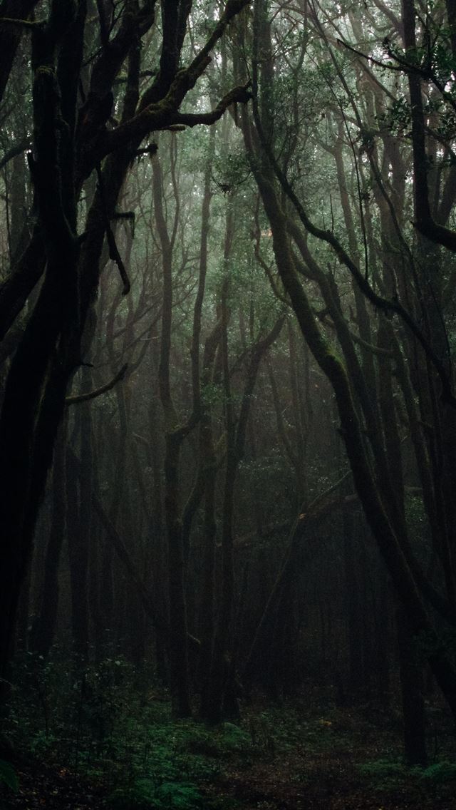 forest during daytime iPhone wallpaper 