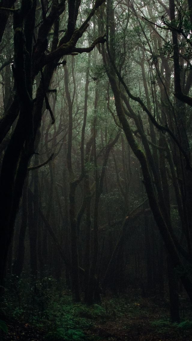 640x1136 forest during daytime - tree iPhone Wallpaper
