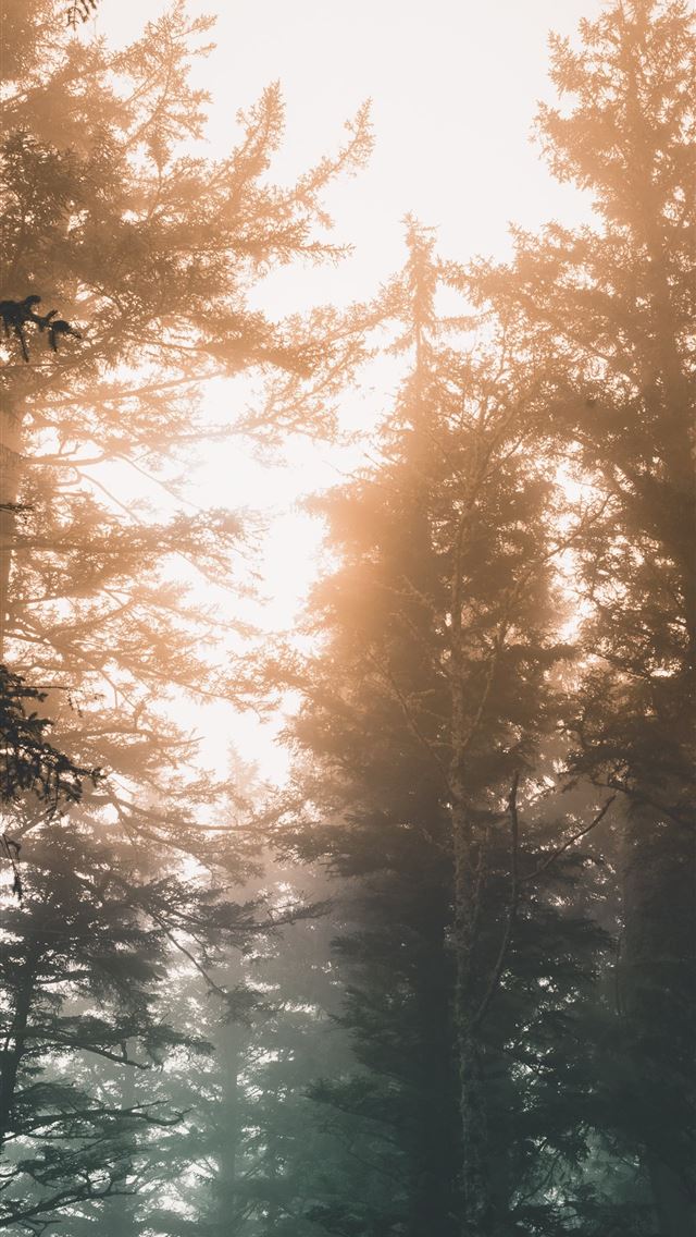 640x1136 green woods - woods iPhone Wallpaper
