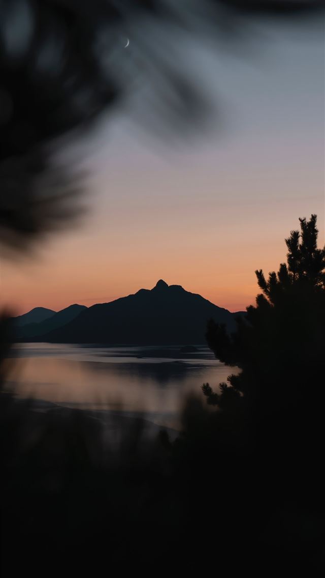 silhouette of trees near body of water during gold... iPhone wallpaper 