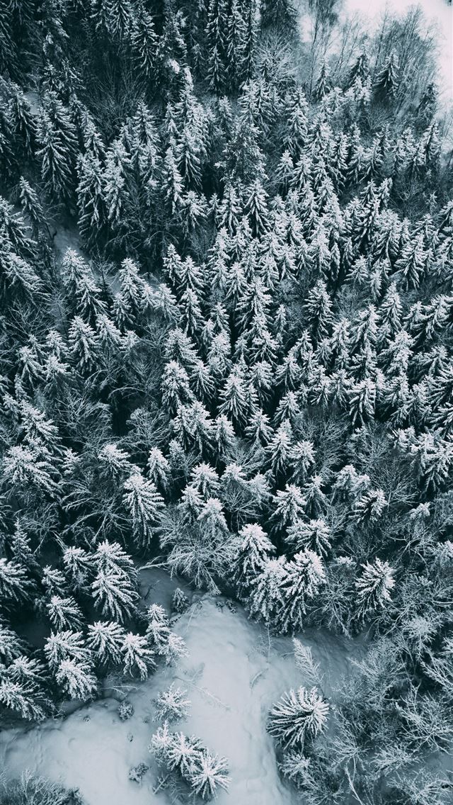 bird's eye view of trees iPhone wallpaper 