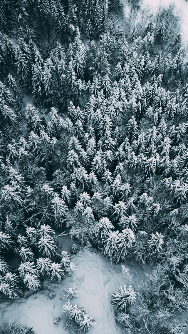 640x1136 bird's eye view of trees - norway iPhone Wallpaper