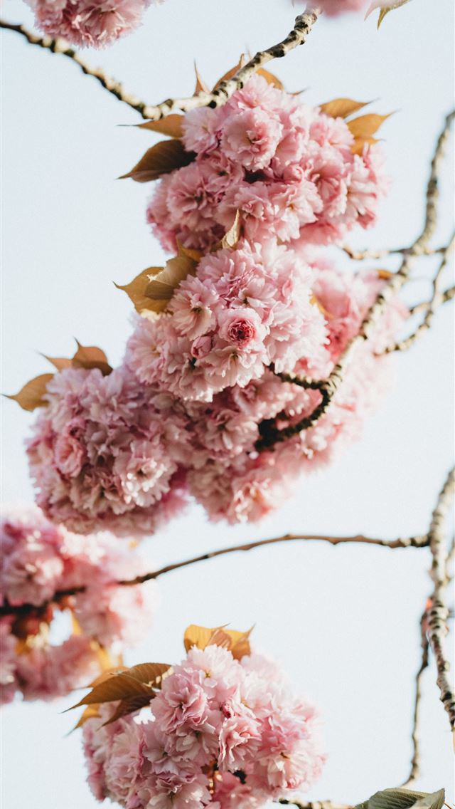 pink flowers in tilt shift lens iPhone wallpaper 
