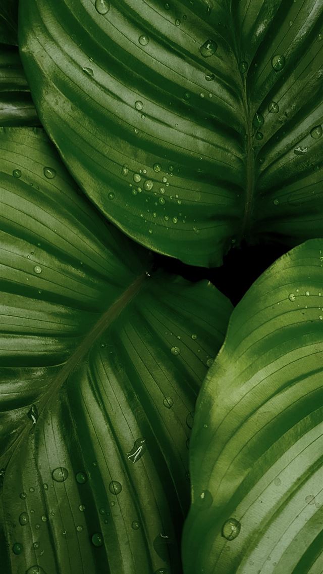640x1136 water droplets on green leaves - food iPhone Wallpaper