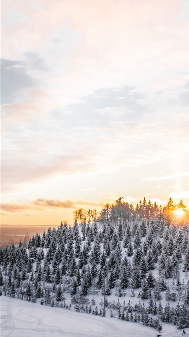 640x1136 aerial photography of trees covered with snow -  iPhone Wallpaper
