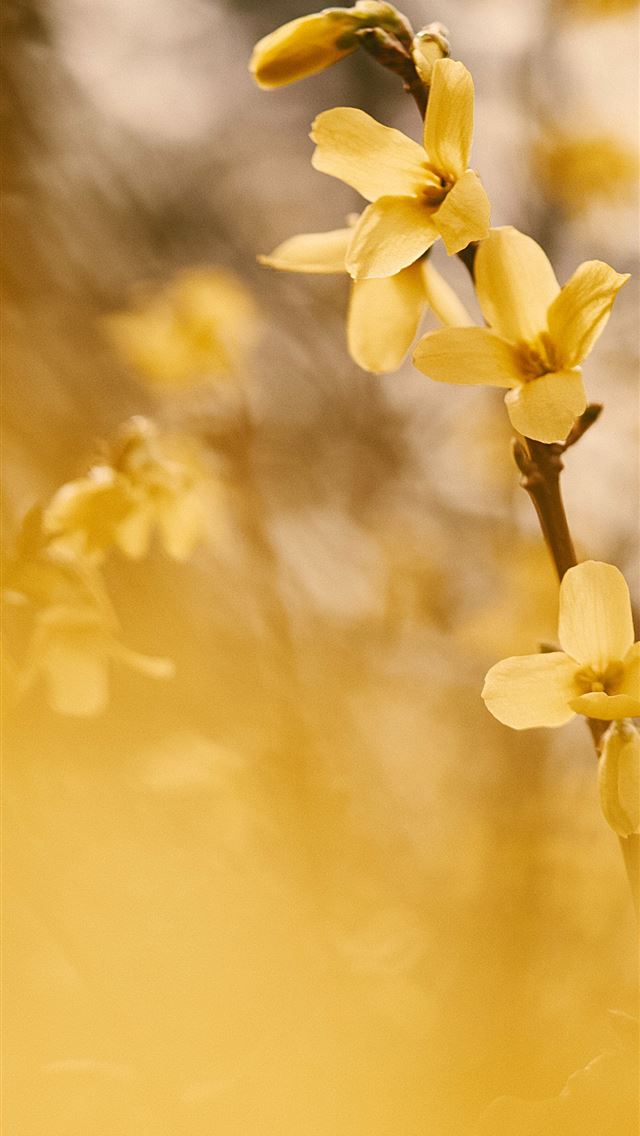 yellow flower in tilt shift lens iPhone wallpaper 