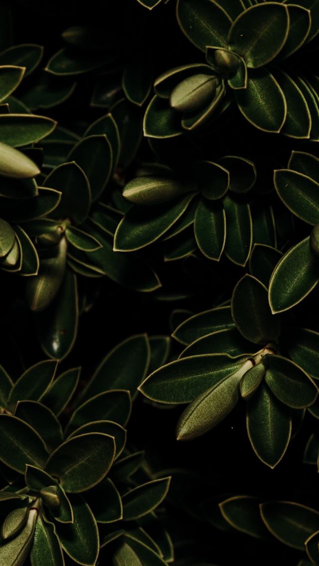 green leafed plant iPhone wallpaper 