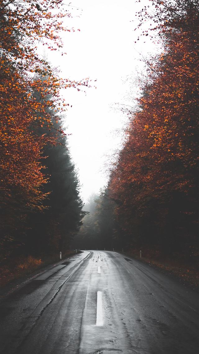 640x1136 empty wet road between trees - austria iPhone Wallpaper