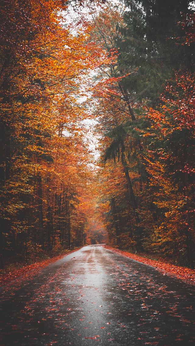 empty road surrounded by tree lines iPhone wallpaper 