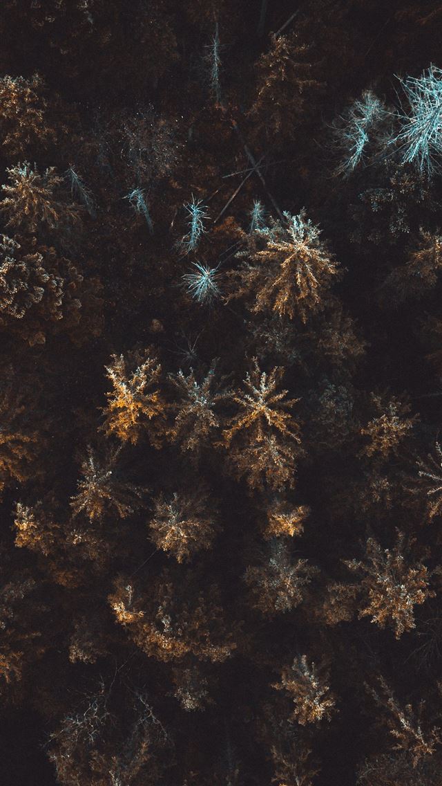 640x1136 bird's eye view of forest - woods iPhone Wallpaper