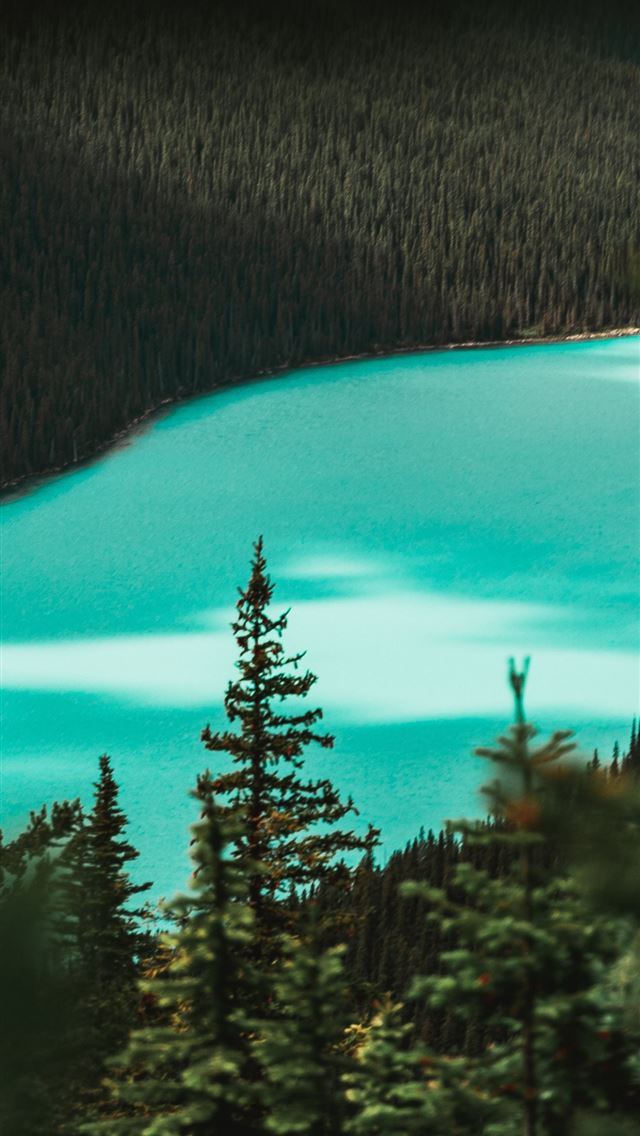 trees during day iPhone wallpaper 