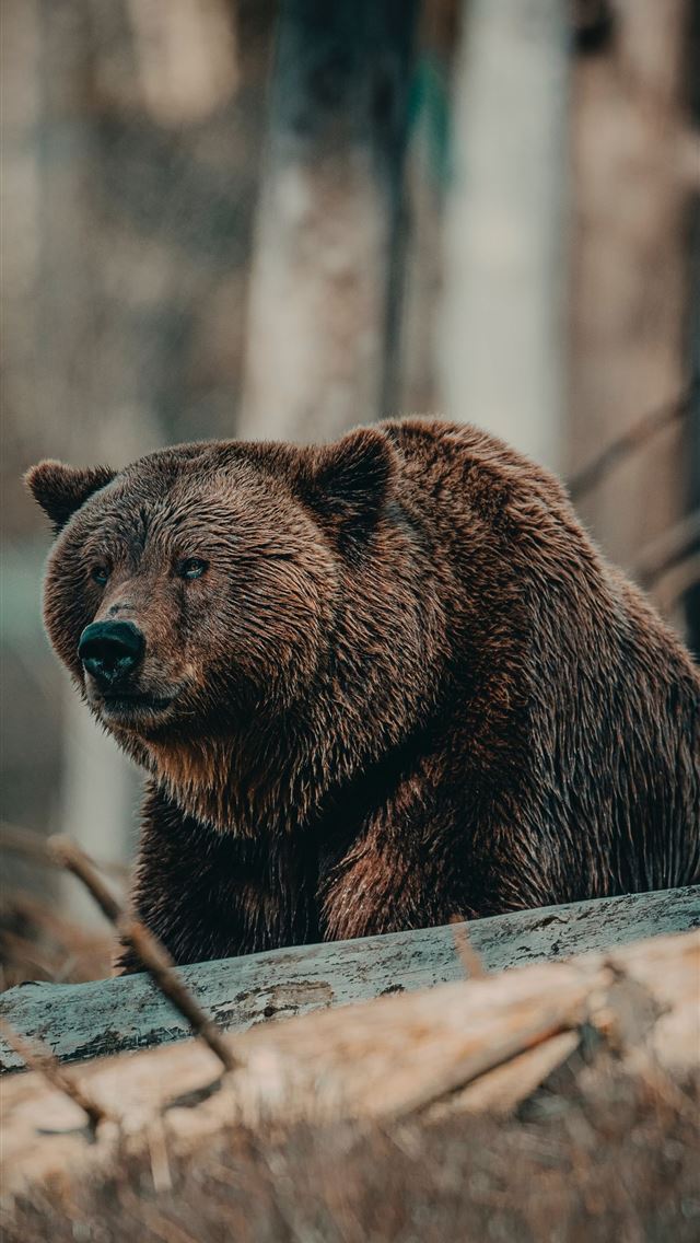 640x1136 brown bear on brown wooden log during daytime - sweden iPhone Wallpaper