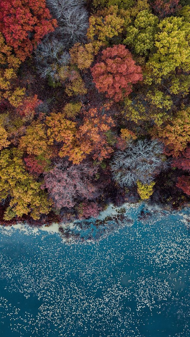 high angle photography of assorted colored trees d... iPhone wallpaper 
