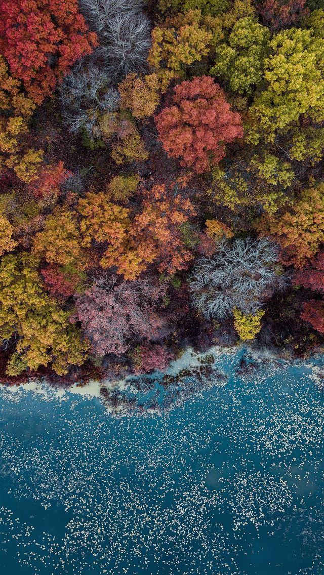 640x1136 high angle photography of assorted colored trees d... - autumn iPhone Wallpaper