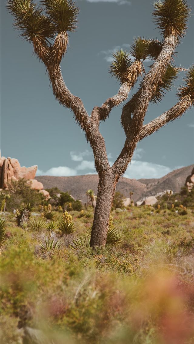 640x1136 green leaf plant - desert iPhone Wallpaper