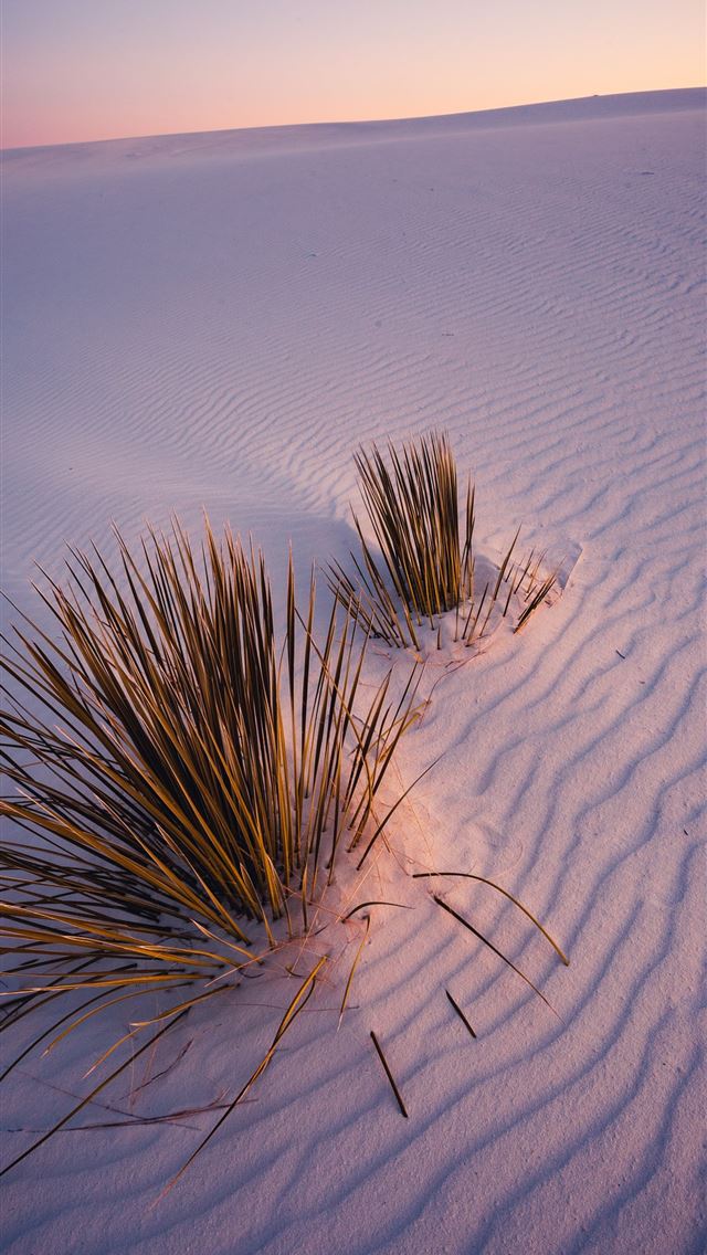 green plants on white sands during daytime iPhone wallpaper 