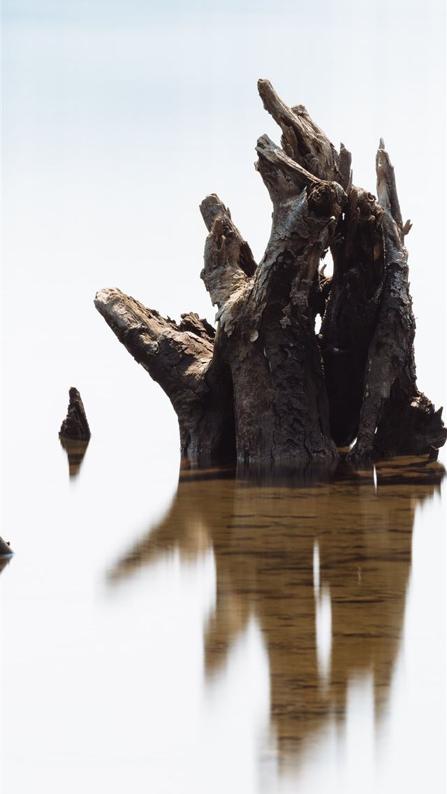 640x1136 brown wood log on bodt water -  iPhone Wallpaper