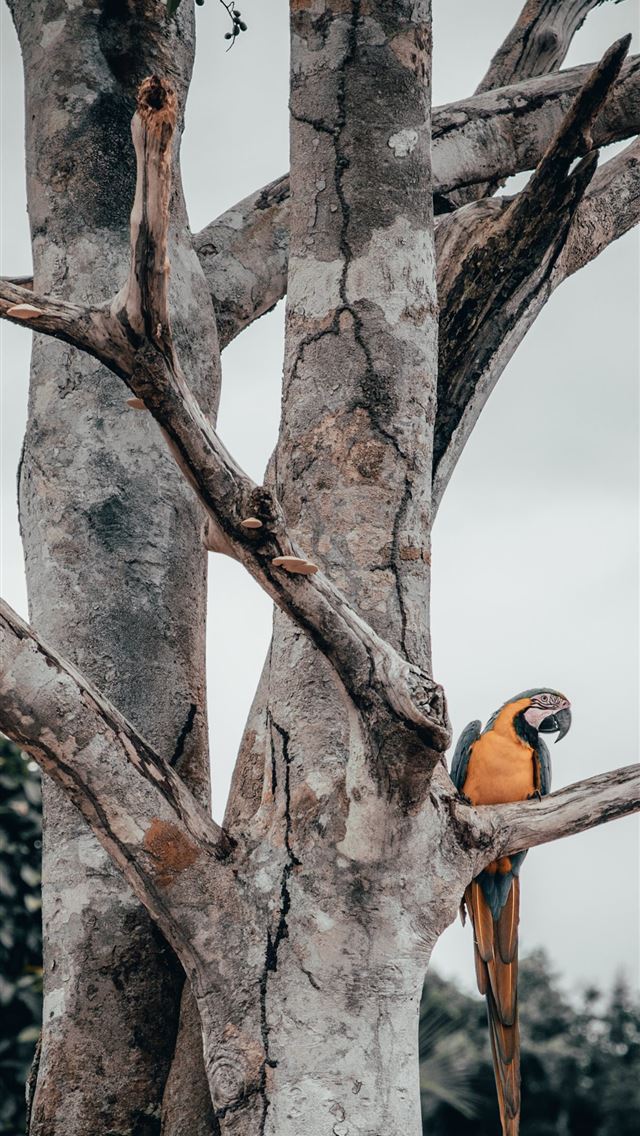 640x1136 blue and yellow macaw perching on tree - bird iPhone Wallpaper