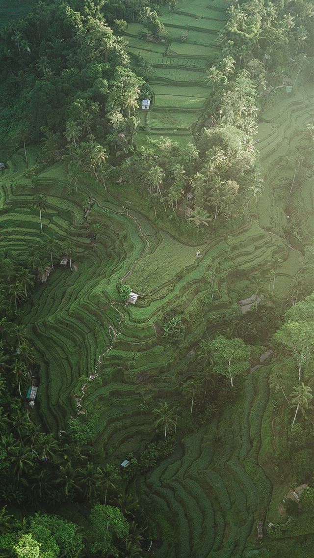aerial photography of rice terraces during daytime iPhone wallpaper 
